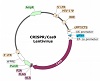LAG3 CRISPR/Cas9 Lentivirus (Integrating)ベクターマップ（#78053）