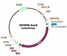 LAG3 CRISPR/Cas9 Lentivirus (Non-Integrating)ベクターマップ（#78060）