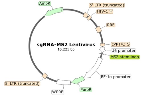 PD-1 (Human) sgRNA-MS2 Lentivirus (Integrating)ベクターマップ（#78910）