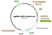 PD-1 (Human) sgRNA-MS2 Lentivirus (Integrating)ベクターマップ（#78190）
