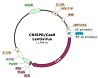PD-1 CRISPR/Cas9 Lentivirus (Integrating)ベクターマップ（#78052）