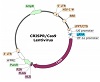 PD-L1 CRISPR/Cas9 Lentivirus (Integrating)ベクターマップ（#78057）