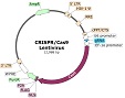 TCR CRISPR/Cas9 Lentivirus (Integrating)ベクターマップ（#78055）