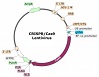 TIGIT CRISPR/Cas9 Lentivirus (Integrating)ベクターマップ（#78058）