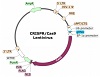 TIGIT CRISPR/Cas9 Lentivirus (Non-Integrating)ベクターマップ（#78065）