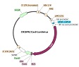 B2M (Human) CRISPR/Cas9 Lentivirus (Non-Integrating)ベクターマップ（#78341）