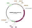 Cas9 Lentivirus (Hygromycin Selection)ベクターマップ（#78067）