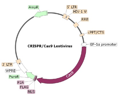 Cas9 Lentivirus (Puromycin Selection)ベクターマップ（#78066）