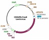 CD47 CRISPR/Cas9 Lentivirus (Integrating)ベクターマップ（#78056）