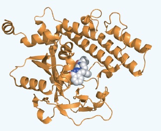 Poly-ADP-Polymerase