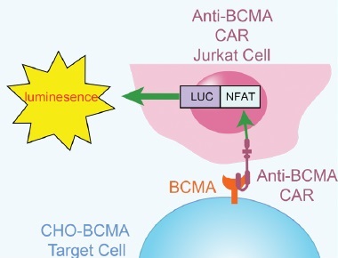 抗BCMA CAR Jurkat/NFAT-ルシフェラーゼを安定発現するレポーター細胞株