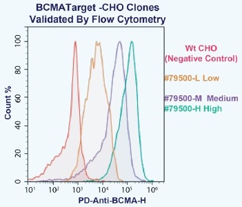 BCMA CHO Cell LineのフローサイトメトリーによるBCMA発現の検証例