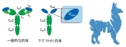 一般的な抗体とVHH抗体の比較