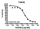 TNKS2 Histone Ribosylation Assay Kit(Biotin-labeled NAD+)（#80578）-XAV939阻害曲線例