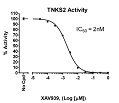 TNKS2 Histone Ribosylation Assay Kit(Antibody Detection)（#80576）-XAV939阻害曲線例