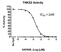 TNKS2 Histone Ribosylation Assay Kit(Antibody Detection)（#80577）-XAV939阻害曲線例