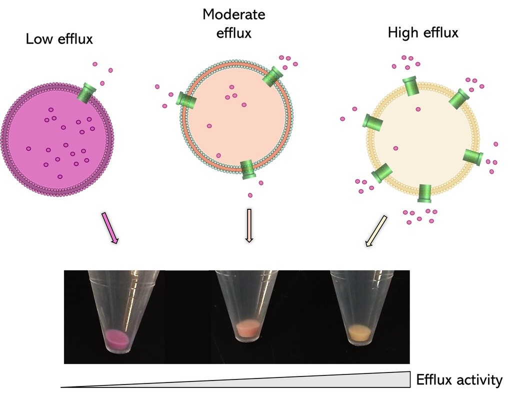 細菌の排出ポンプ活性とColorFluxの色の変化