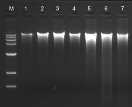 SPINeasy DNA Kit for Plantで抽出したゲノムDNAのアガロース電気泳動像