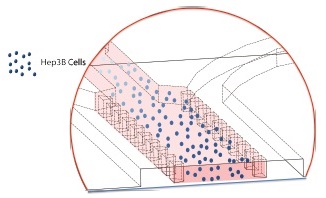 idenTx 9にHep3B細胞と混合したコラーゲンゲルをロードする