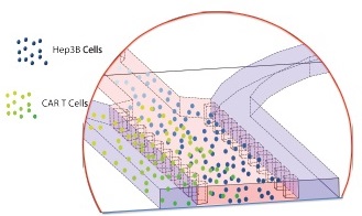 CAR-T細胞のろ過および標的細胞に対するそれらの殺傷能力をモニターする