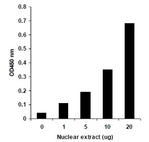 EpiQuik Nuclear Extraction Kit I（#OP-0002-1）により調製したMCF-7細胞核抽出物のDMNT活性測定例