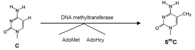 DNAメチルトランスフェラーゼとS-アデノシルメチオニン（AdoMet）を介するDNA中のシトシンのメチル化
