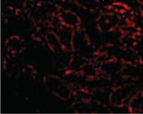 マウス腎臓細胞の免疫蛍光染色像・二次抗体：FITC標識抗ウサギ抗体
