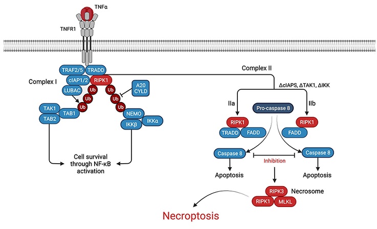 ネクロトーシス経路（Necroptosis pathway）