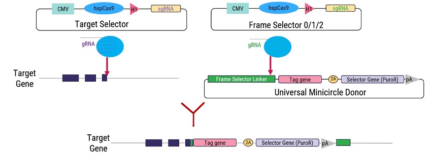 OmniTagシステムによる目的遺伝子のC末端へのタグの導入の原理