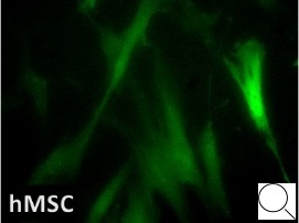 初代ヒト間葉系幹細胞（hMSC）