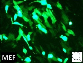 マウス胚線維芽細胞（MEF）