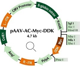 pAAV-AC-Myc-DDK