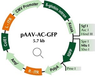 pAAV-AC-GFP