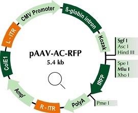 pAAV-AC-RFP