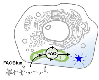 脂肪酸β酸化活性測定試薬FAOBlueのイメージ図