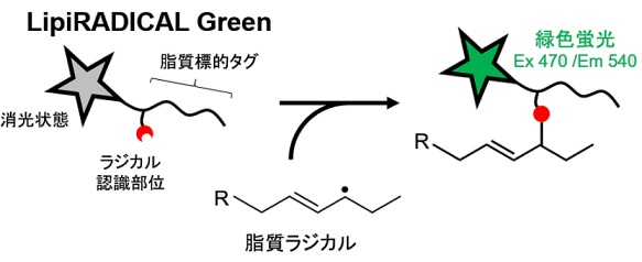 LipiRADICAL Greenの蛍光発生原理