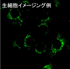 Hepa1-6細胞に薬剤刺激を与えた際の生細胞イメージング例