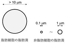 細胞種における脂肪滴のイメージ図
