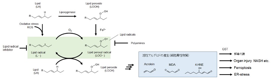 脂質過酸化反応（LPO）と脂質ラジカル（Lipid radical）