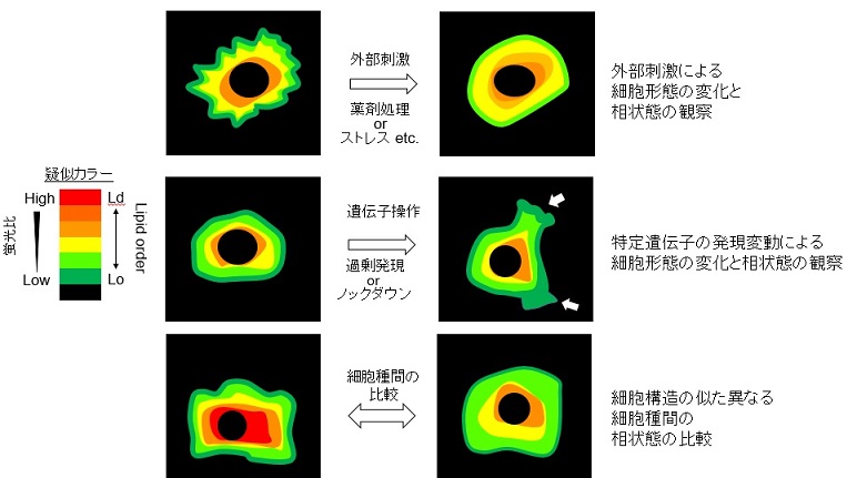 膜の相状態イメージングの活用例