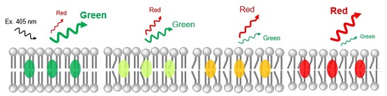 LipiORDERの相状態に応じた蛍光特性の変化イメージ