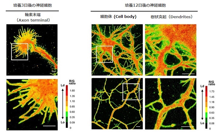 LipiORDERを用いた神経細胞における膜の相構造の観察例