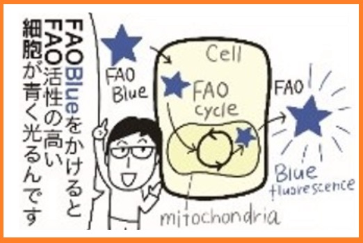 FAOBlueをかけるとFAO活性の高い細胞が青く光るんです