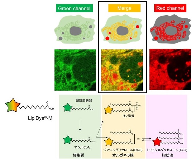 LipiDye®-Mの細胞内脂質代謝過程のイメージと染色例