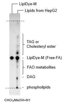 TLCによるLipiDye<sup>®</sup>-Mの細胞内での代謝変換の解析