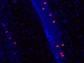 PFA固定パラフィン包埋マウス海馬切片の免疫組織染色像
