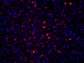 PFA固定パラフィン包埋ラット皮質切片の免疫組織染色像
