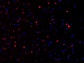 PFA固定パラフィン包埋マウス脳切片の免疫組織染色像