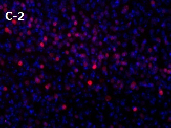 PFA固定パラフィン包埋マウス皮質切片の免疫染色像