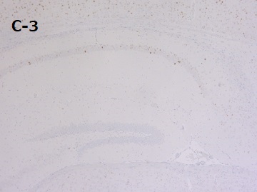 PPFA固定パラフィン包埋マウス海馬切片の免疫組織染色像